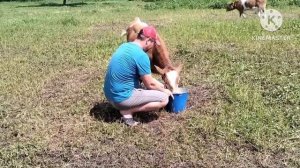 ‼️Джерсейская корова‼️ самая лучшая порода для содержания в личном хозяйстве ?