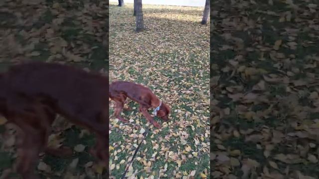 Прогулки с Хани (ирландский сеттер) смотреть онлайн