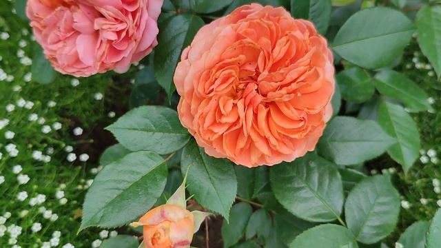 Роза Chippendale (Чиппендейл)