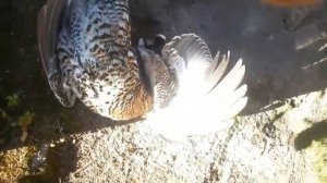 Охота на глухаря - петлями