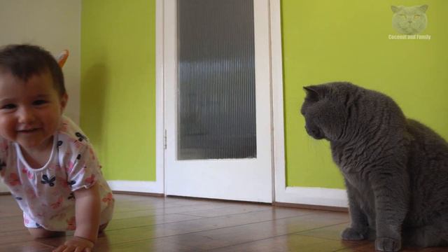 Grumpy Cat Attacks a Baby смотреть онлайн