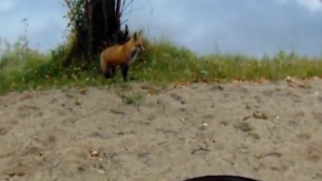 Cute Red Fox Plays With Mitten смотреть онлайн
