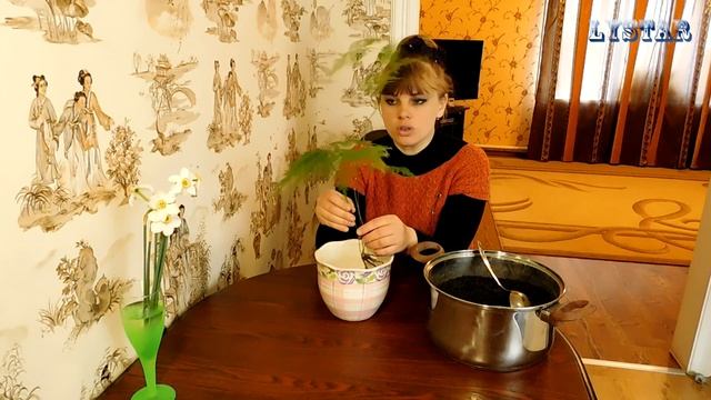 Аспарагус перистый посадка уход размножение выращивание Как посадить аспарагус Посадка аспарагуса смотреть онлайн