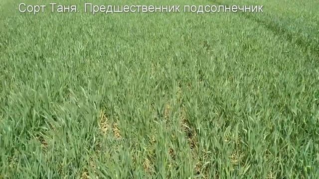 Озимая пшеница по разным предшественникам смотреть онлайн