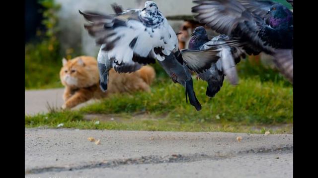 Видео с котами смешно до слез бесплатно 2019 - Смешные кошки МатроскинТВ смотреть онлайн