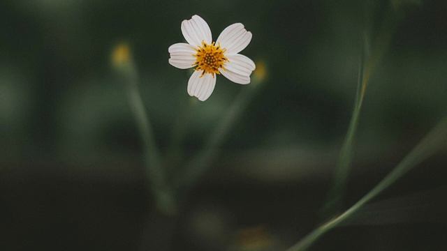 Шопен Прелюдия ми минор/Кавер/ Музыка для души/ Саксофон, Скрипка, Фортепиано, Хор смотреть онлайн