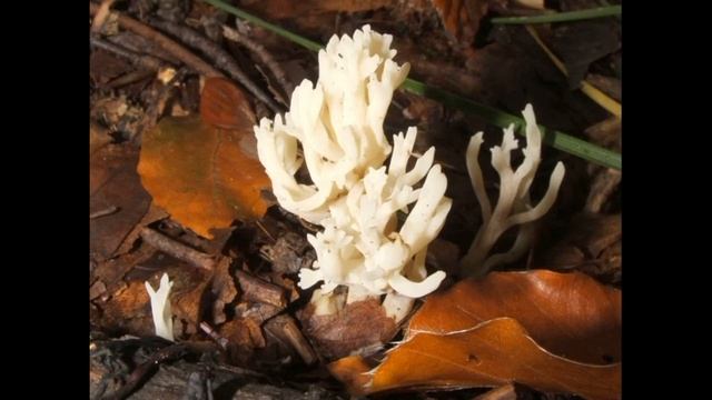 Clavulina coralloides смотреть онлайн