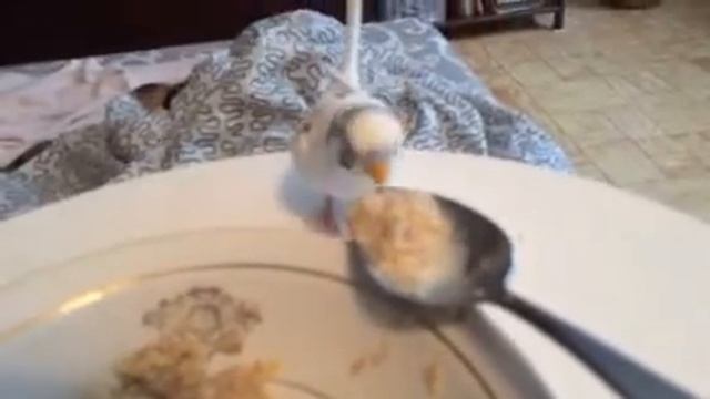Овсянка, сэр! смотреть онлайн
