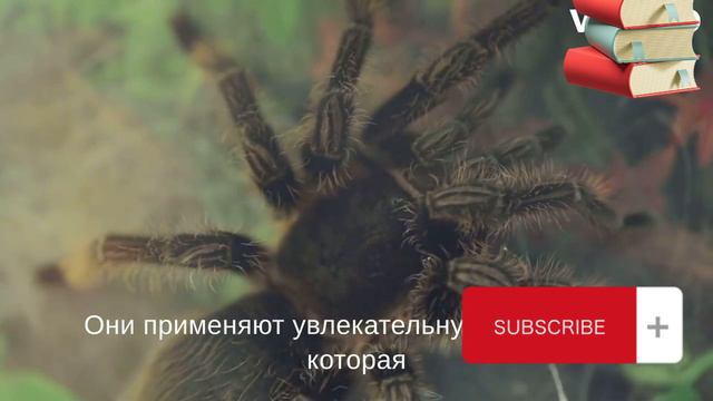 Пауки-птицееды. Тарантулы: Топ 5 удивительных фактов. Tarantulas Unveiled: Top 5 Fascinating Facts смотреть онлайн
