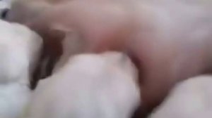 Мамы собаки кормят своих щенков.