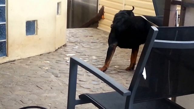 Ротвейлер охраняет в Сочи rottweiler guarding in Sochi смотреть онлайн