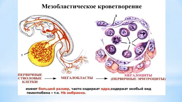 Желточный мешок. Аллантоис. (Лекция по гистологии) смотреть онлайн