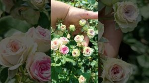 Роза Мими эдем