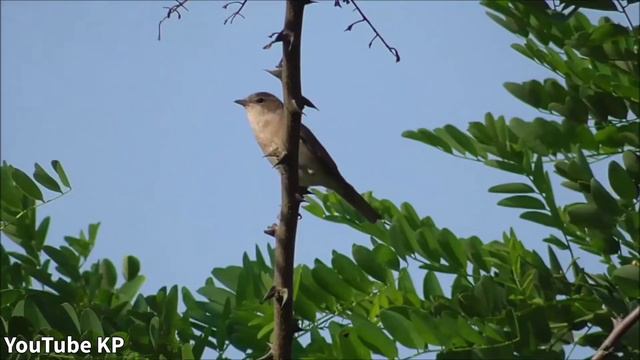 Bullfinch Blood Fink | Woodpecker Bird Nature | 🕊️ смотреть онлайн