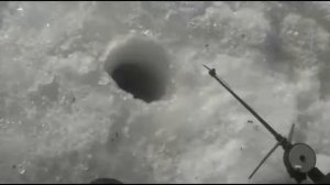 Ловля плотвы и бирюка на реке дон, Липецкая область 26 02 2017