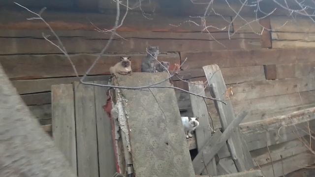 Бездомные котята сироты. ЭКСКЛЮЗИВ! ТАКОГО вы гарантированно не видели!!! смотреть онлайн