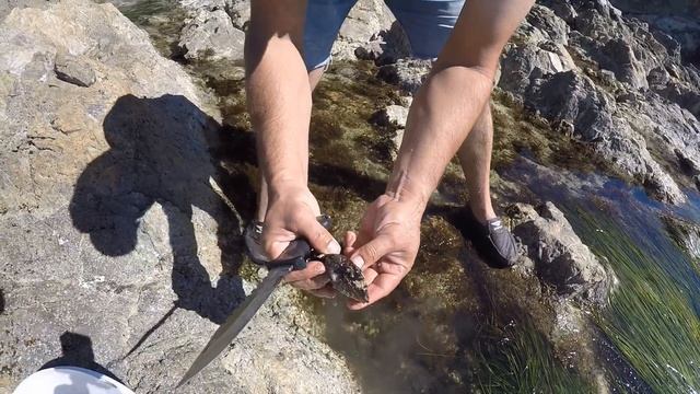 Путешествия по Приморью - Находка, пляж Золотари / Море мидий и змеи на камнях / Японское море смотреть онлайн