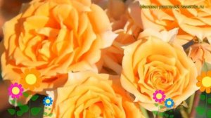 Роза чайно-гибридная Клементин. Краткий обзор, описание характеристик, где купить саженцы Clementin