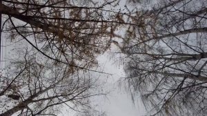 Лунёво на Волге. Костромская область.