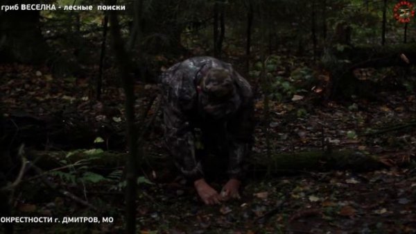 гриб-ВЕСЕЛКА - поиск в Подмосковных лесах? grib.tv