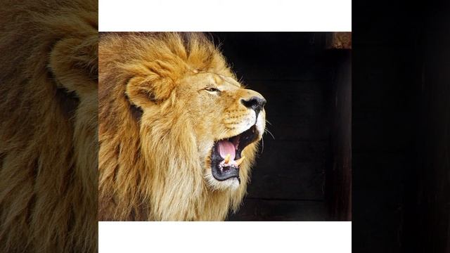 ЛЕЧЕНИЕ КРИКОМ-РЫЧАНИЕМ ПРАКТИКУЕТСЯ С ГЛУБОКОЙ ДРЕВНОСТИ.(Рычание в позе льва,Индия...) смотреть онлайн