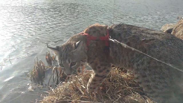 Zya down at the park. смотреть онлайн