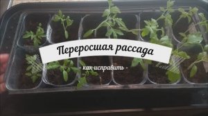 Если рассада переросла. Три простых способа заглубить переросшую рассаду.