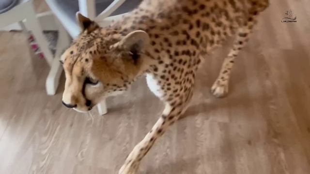 Маша и Герда спешат на помощь Саше! смотреть онлайн