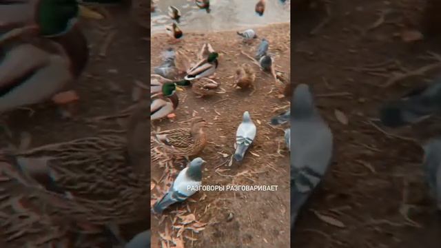 Семейные выходные Александры Посновой ????❤️ смотреть онлайн