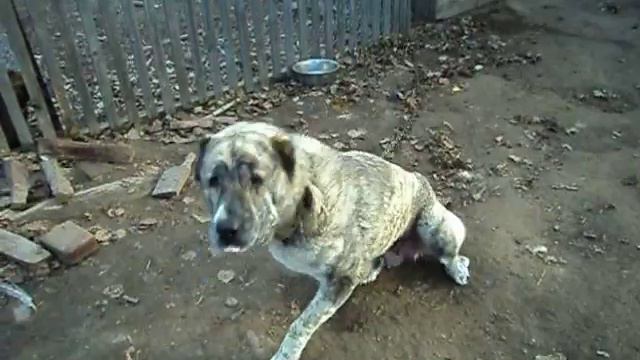 Бонна алабай смотреть онлайн