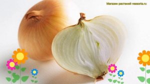 Лук репчатый Геркулес. Краткий обзор, описание характеристик, где купить луковицы Геркулес