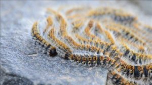 Самые опасные гусеницы России.