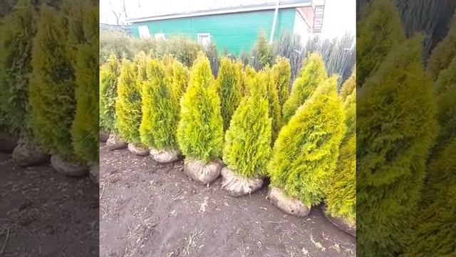 Туя западная смарагд голд смотреть онлайн