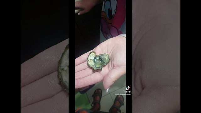 Джек-Рассел Жасмин