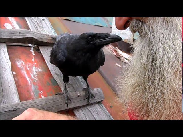 О чем дед с вороном на крыше разговаривал. смотреть онлайн