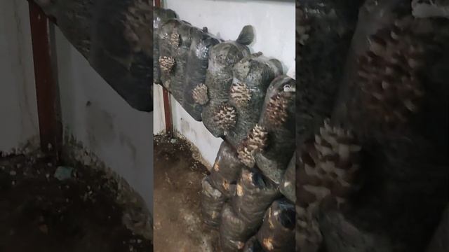 Вешанки в домашних условиях, подходим к сбору урожая смотреть онлайн