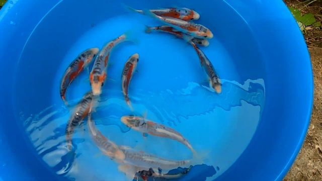 Карп кои породы Шусуи (Япония). Ямаджуи кои форм 14-15см смотреть онлайн