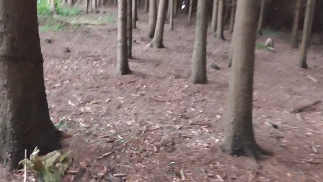 Panasonic HC-V550 (mit Testaufnahmen) 90x Zoom! смотреть онлайн