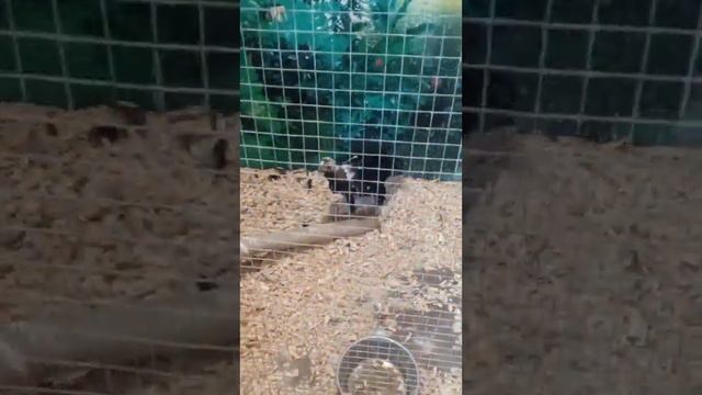 Архипо-Осиповка, контактный зоопарк. Стоит посетить это замечательное место! смотреть онлайн
