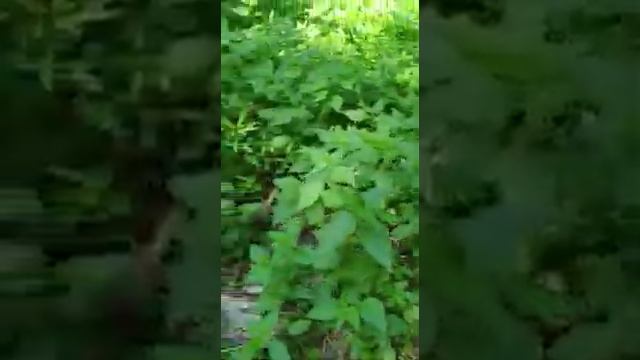 Лес вырубают не законно на Белой Даче Котельники смотреть онлайн