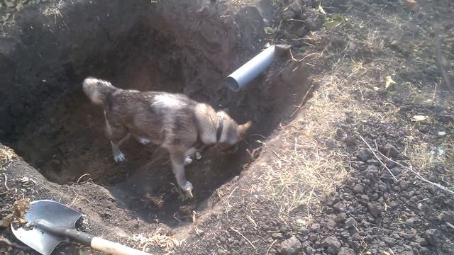 маламут в доме смотреть онлайн