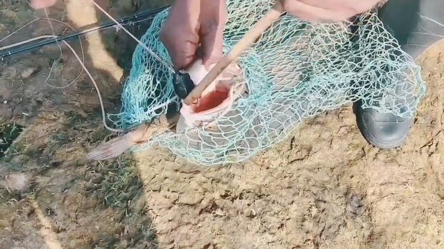 best Hook fishing video | fishing tips and tricks | snake head fish catching | fish hunter anwar смотреть онлайн