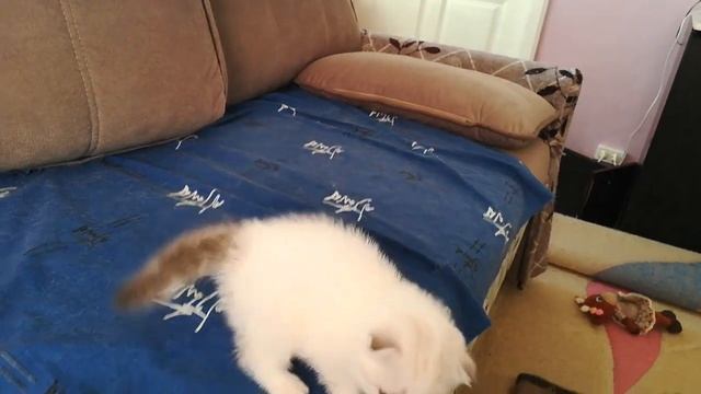 Шотландская вислоухая кошечка окрас лилак-пойнт с белым (ван) смотреть онлайн