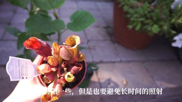 三角梅分株&近期植物分享 смотреть онлайн