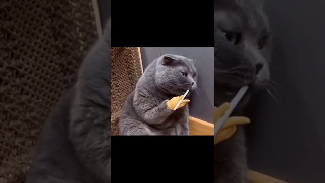 Руки для кота смотреть онлайн