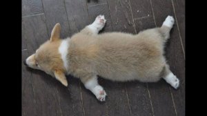 История породы Вельш Корги