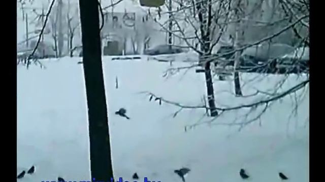 Птицы в мороз -25 лакомятся пшеном! Часть 2 смотреть онлайн