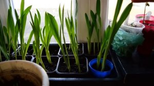 фрезии . две недели после посадки .