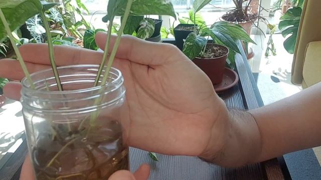 Propagation - Epipremnum Pinnatum variegata (with updates) смотреть онлайн