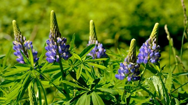 Relaxing Music (4K) 20 MINUTES - Beautiful Flowers - Amazing pictures and music смотреть онлайн